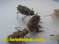 /home//u458753944/public_html/sourcegallery//Insects and small critters/silliness/P1040998.JPG